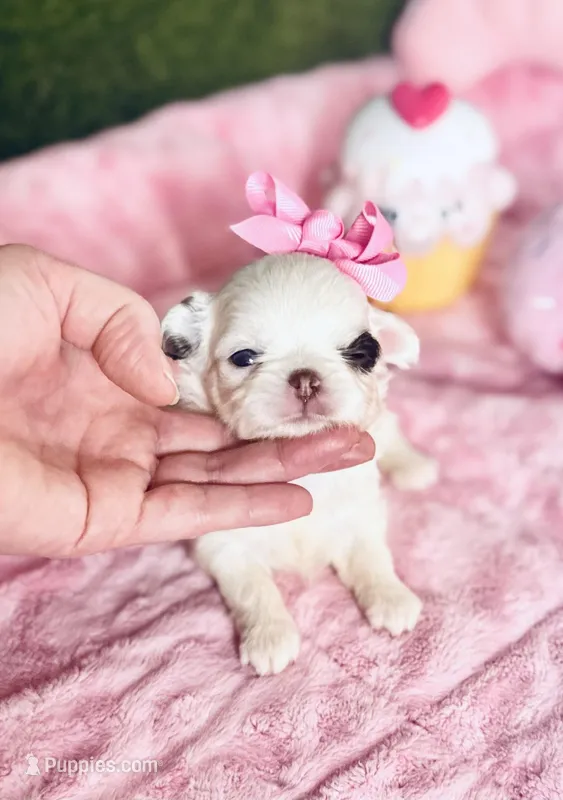 Dottie  – Chihuahua puppy for sale in Houston, TX