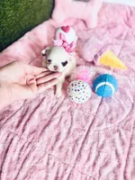 Dottie , a female Chihuahua for sale in Houston, TX – Photo 4 of 10