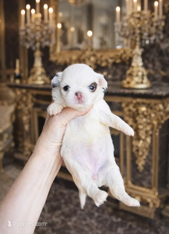 Dottie  – Chihuahua puppy for sale in Houston, TX