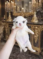 Dottie , a female Chihuahua for sale in Houston, TX – 1 of 10