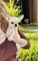 Buttercup Small Apple head , a female Chihuahua for sale in Houston, TX – 5 of 10