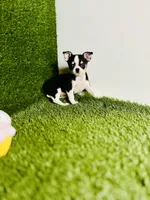 Pedro Tri colored Gorgeous , a male Chihuahua for sale in Houston, TX – 4 of 10
