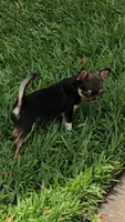 Micro Kingsley   Tri colored, a male Chihuahua for sale in Houston, TX – 2 of 6
