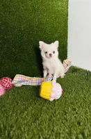 DASH  *NEW video updated 6/19/26, a female Chihuahua for sale in Houston, TX – 1 of 10