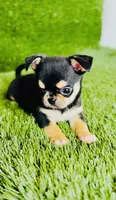 Crush , a male Chihuahua for sale in Houston, TX – 3 of 10