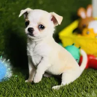 Opal, a female Chihuahua for sale in Houston, TX – 7 of 8
