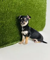 Paisley Teacup sz., a female Chihuahua for sale in Houston, TX – 6 of 10