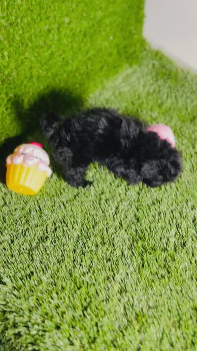 Velvet , a female Poodle - Toy  for sale in Houston, TX – 10 of 10