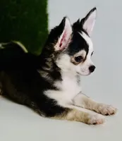 Libby Lou , a female Chihuahua for sale in Houston, TX – 2 of 10