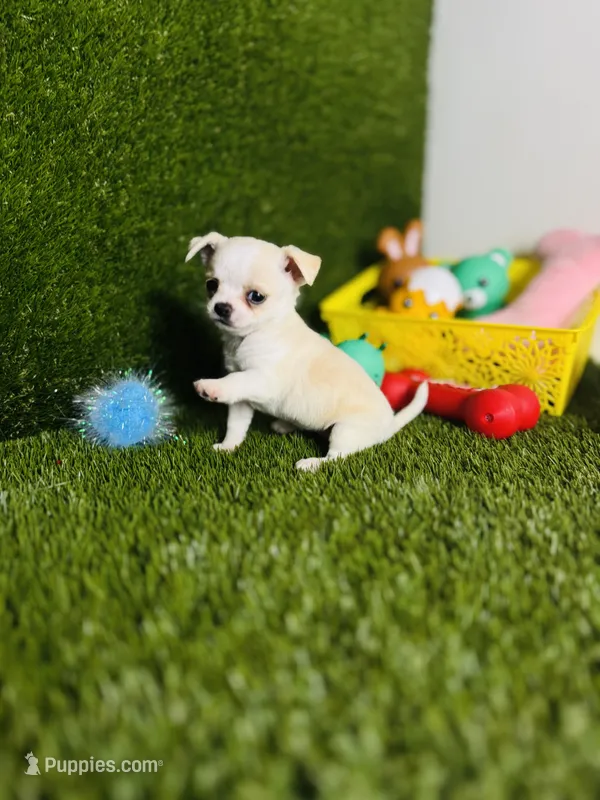 Opal – Chihuahua puppy for sale in Houston, TX
