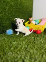 Opal, a female Chihuahua for sale in Houston, TX – 1 of 8