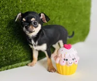 Paisley Teacup sz., a female Chihuahua for sale in Houston, TX – 3 of 10