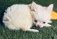 Teacup Tiny sz. Cloud NINE pics 10/27/26., a male Chihuahua for sale in Houston, TX – 8 of 9