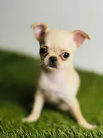 Buttercup Teacup Small Apple head , a female Chihuahua for sale in Houston, TX – 6 of 10
