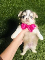 PuppyCakes , a female Chihuahua for sale in Houston, TX – 2 of 10