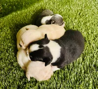 Teacup Rain Drop , a female Chihuahua for sale in Houston, TX – 9 of 10