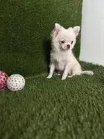 DASH  *NEW video updated 6/19/26, a female Chihuahua for sale in Houston, TX – 4 of 10