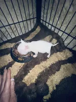 processed/d04018d9-b56d-442c-a28d-34e6acbf197e/listing/615f3171-0a2e-426f-86d4-47fe51a8ea14/695d9d75-1be3-4afe-98ce-75f908366e9b