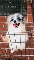 Blueberry baby, a male Pomeranian for sale in Houston, TX – 2 of 10