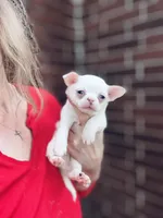Qifrey , a male Chihuahua for sale in Houston, TX – 2 of 6