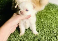 Cloud NINE , a male Chihuahua for sale in Houston, TX – 2 of 10