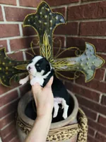 Pedro Tri colored Gorgeous! , a male Chihuahua for sale in Houston, TX – 7 of 10
