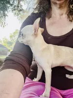 Buttercup Small Apple head , a female Chihuahua for sale in Houston, TX – 6 of 10