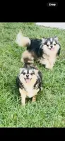 Biscuit , a male Chihuahua for sale in Houston, TX – 9 of 10