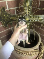 Blue Berry Puptart, a male Chihuahua for sale in Houston, TX – Photo 7 of 10