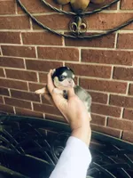 Blue Berry Puptart, a male Chihuahua for sale in Houston, TX – Photo 6 of 10