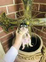 Blue Berry Puptart, a male Chihuahua for sale in Houston, TX – Photo 2 of 10