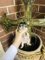 Blue Berry Puptart, a male Chihuahua for sale in Houston, TX – Photo 9 of 10