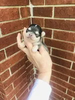 Blue Berry Puptart, a male Chihuahua for sale in Houston, TX – Photo 5 of 10