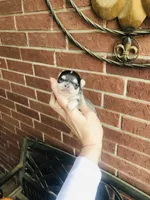 Blue Berry Puptart, a male Chihuahua for sale in Houston, TX – Photo 8 of 10