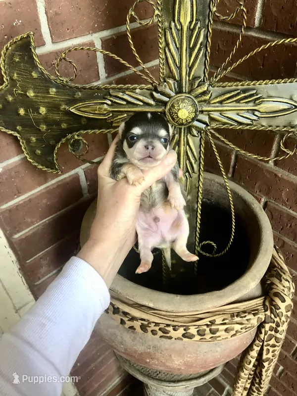 Blue Berry Puptart – Chihuahua puppy for sale in Houston, TX