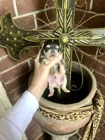 Blue Berry Puptart, a male Chihuahua for sale in Houston, TX – Photo 1 of 10