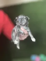 AKC   B-U-G-A-T-T-I, a male Chihuahua for sale in Houston, TX – 9 of 10