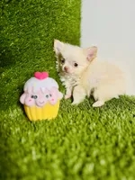 Teacup Tiny sz. Cloud NINE pics 10/27/26., a male Chihuahua for sale in Houston, TX – 4 of 9