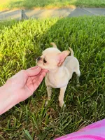 Buttercup Small Apple head , a female Chihuahua for sale in Houston, TX – 4 of 10