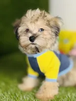Teddy (chocolate merle).  Blue Eyes , a male Maltese and Poodle - Toy  for sale in Houston, TX – 3 of 10