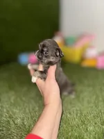 AKC   B-U-G-A-T-T-I, a male Chihuahua for sale in Houston, TX – 4 of 10