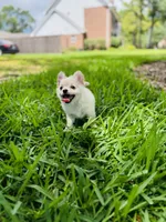 Biscuit , a male Chihuahua for sale in Houston, TX – 5 of 10