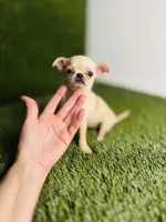 Buttercup Teacup Small Apple head , a female Chihuahua for sale in Houston, TX – 8 of 10