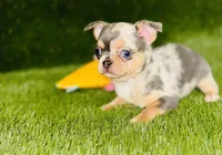 Bubbles blue merle blue eye, a female Chihuahua for sale in Houston, TX – 9 of 10