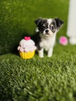 Zoe, a female Chihuahua for sale in Houston, TX – 3 of 10