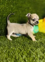 MudPie, a male Chihuahua for sale in Houston, TX – 9 of 10