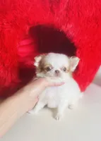 processed/d04018d9-b56d-442c-a28d-34e6acbf197e/listing/683bc232-01f6-436c-8e6f-cd763426e443/048c56a8-1d48-4615-83ba-4d2f47760ad3