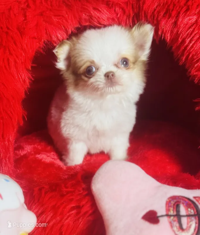 Long coat Jelly bean Baby