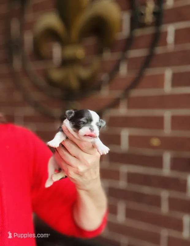 Teacup Rain Drop  – Chihuahua puppy for sale in Houston, TX