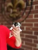 Teacup Rain Drop , a female Chihuahua for sale in Houston, TX – 1 of 10